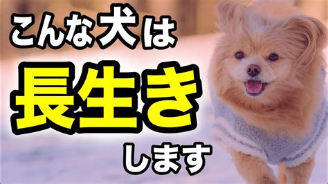 長生きする犬の秘密を大公開！