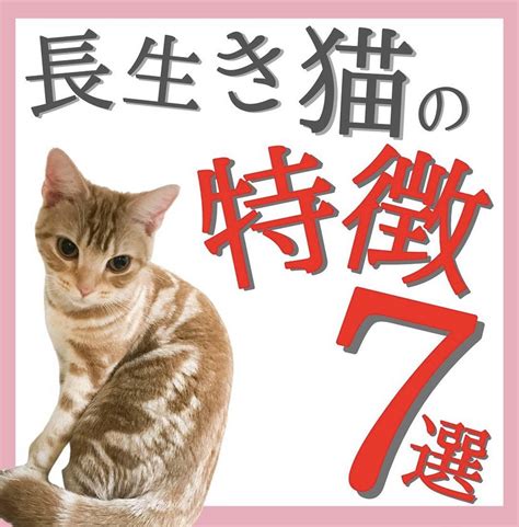 長生きする猫