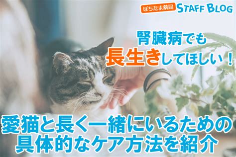 長生きする猫のために：健康的なライフスタイルと予防ケアのガイド