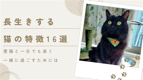 長生きする猫の特徴を知って、愛猫の健康寿命を延ばそう！