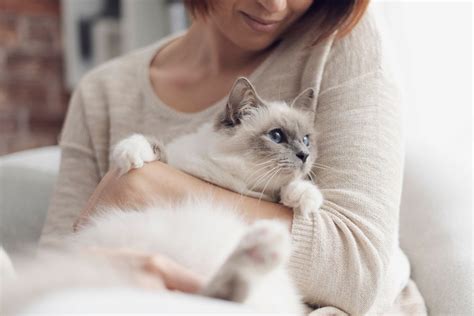 長生きする猫の種類：最長寿の品種を知ろう