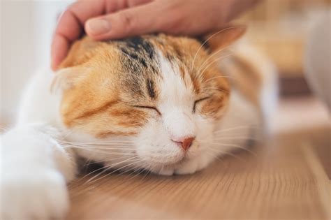 長生きする猫｜愛猫と過ごす豊かな時間を増やす方法