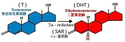 阻斷二氫睪固酮 (DHT)