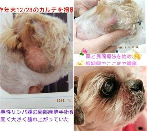 阿佐ヶ谷動物病院でペットを健やかに暮らすための包括ガイド