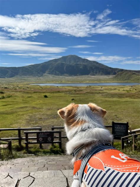 阿蘇犬：誇り高い日本の国宝