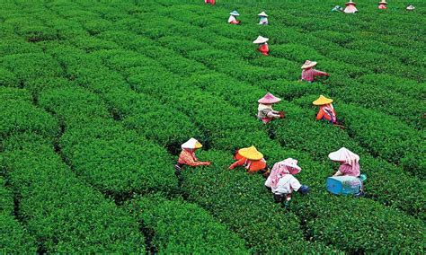 阿里山茶的歷史與文化