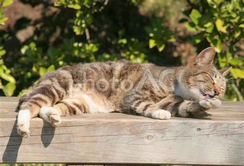 陽だまりの猫カフェで至福のひとときを：癒しとリフレッシュの場所