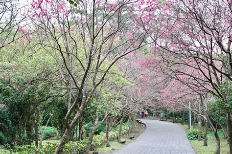 陽明山國家公園櫻花季將至，把握賞花黃金時機！