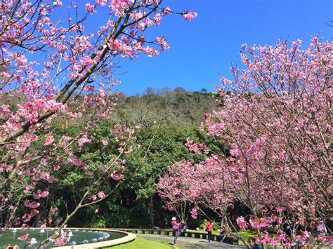 陽明山櫻花季：踏青賞花，流連忘返