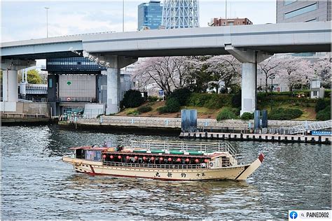 隅田川櫻花