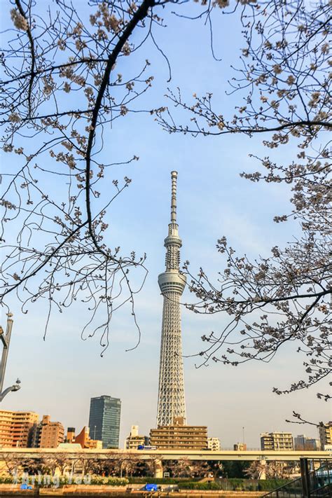 隅田川櫻花10000字大解析！