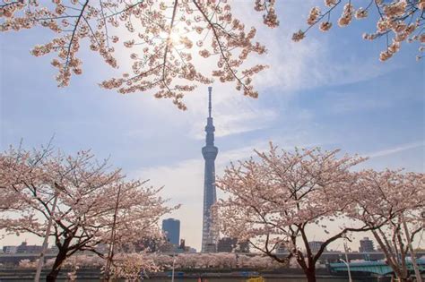 隅田川 櫻花