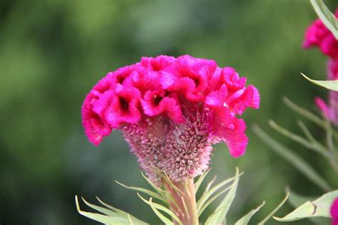 雞冠花，別名 celosia，原產於熱帶亞洲和非洲。