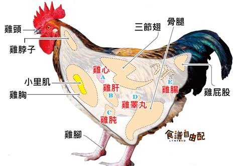 雞柳是什麼？