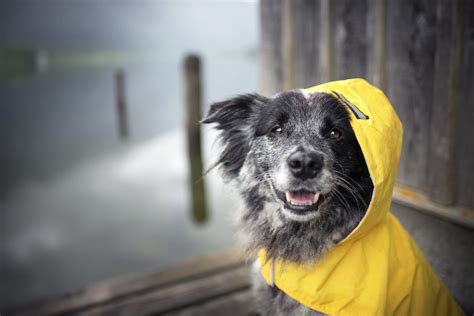 雨にやさしいペットたち: 雨の日のお散歩対策と飼い方ガイド