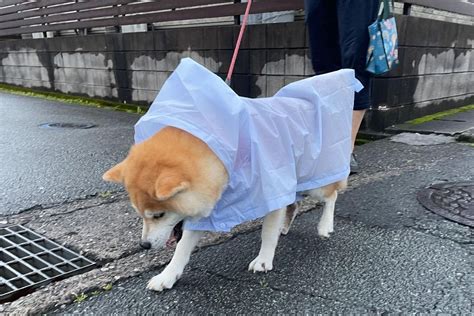 雨の日も快適に！愛犬のためのレインブーツ選びのポイントとおすすめ製品