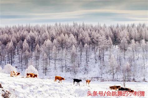 雪中賞月之美