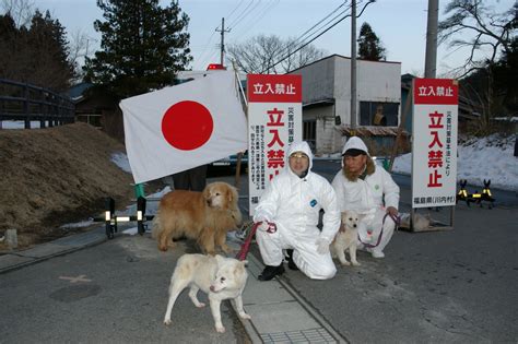 震災犬の驚異的な能力：救出、慰め、そして再建に貢献