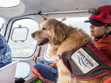 震災犬：災害時の命の架け橋