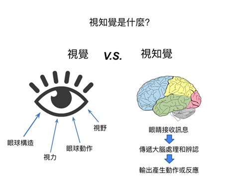 靈敏的聽覺和視覺：