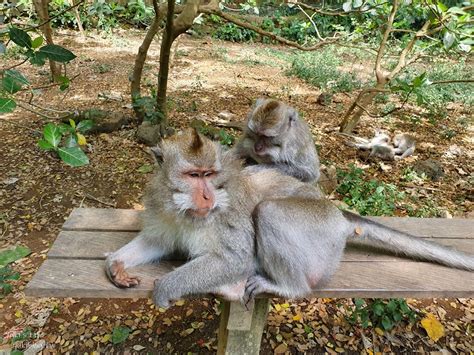 靈猴森林公園的亮點