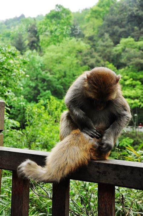 靈猴森林公園，與大自然親密接觸的絕佳去處