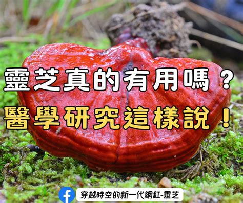 靈芝草：健康長壽的秘方