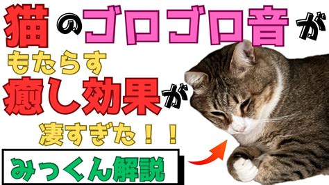 青の猫がもたらす癒し効果と飼い方のポイント