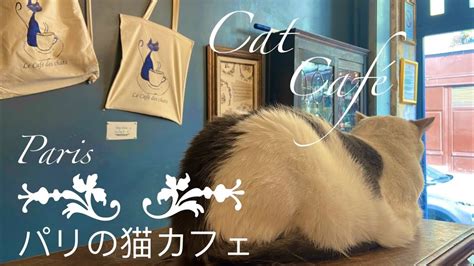 青梅のほっこり猫カフェ巡り: 至福のひとときを愛猫に囲まれて