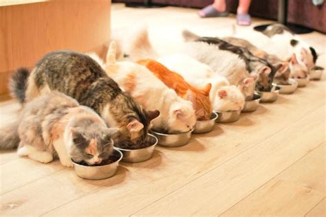 青梅の癒される猫カフェガイド