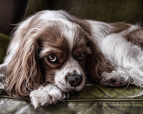 静かな犬、吠えない犬：平和的な家庭生活のためのガイド