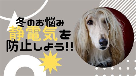 静電気で愛犬を不快感から守ろう