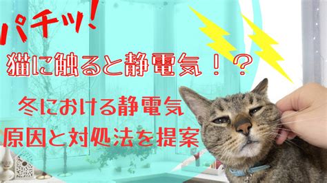 静電気と猫が引き起こす仰天ハプニングの数々