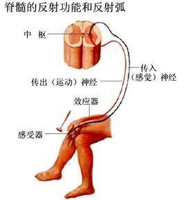 非條件反射：