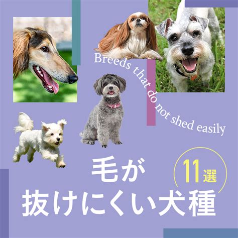 非臭・低抜け毛の犬種の特徴