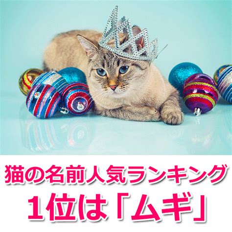 面白い猫の名前で、愛猫をユニークにしよう！