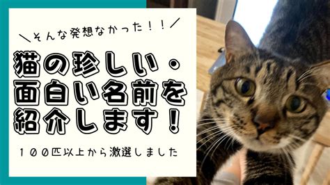 面白い 猫 の 名前