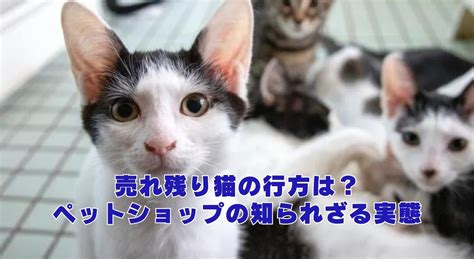 靴下に夢中な猫たち: 知られざる魅力と楽しく安全な付き合い方