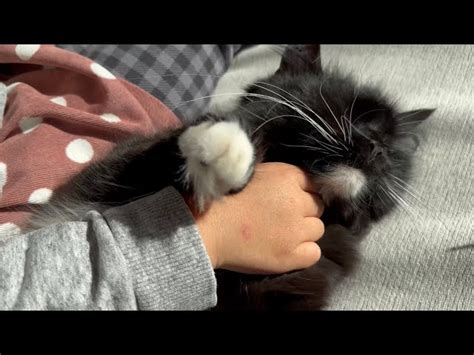 靴下を履く猫たちが超かわいいが、その理由とは？