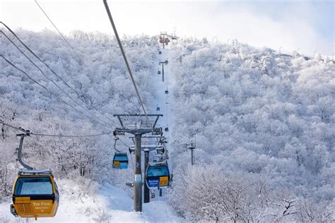 韓國滑雪：銀色仙境的終極指南