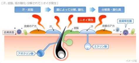 頭皮の皮脂による吸着: