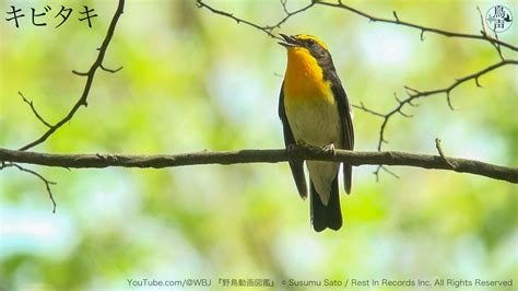 頻回の鳴き声：