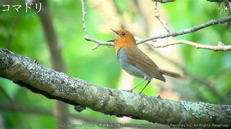 頻繁な鳴き声（発情期特有の鳴き声）