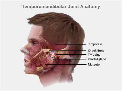 顎関節症（TMJ）：