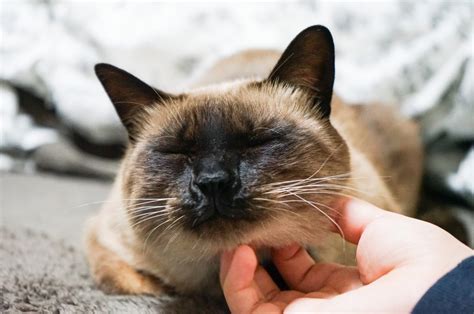 顔だけ黒い猫: 愛すべきユニークな仲間