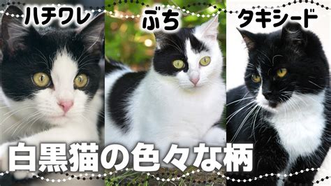 顔だけ黒い猫の種類