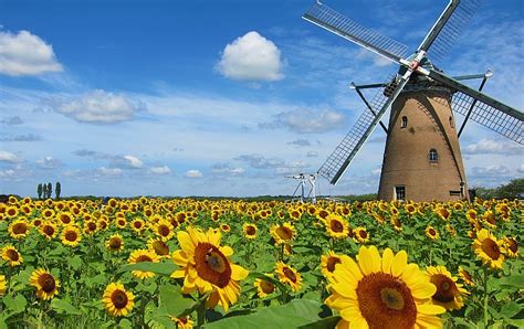 風車とひまわりが織りなす絶景――風車とひまわりガーデンを満喫する