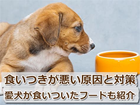 食いつきが悪い犬に困っている方必見！