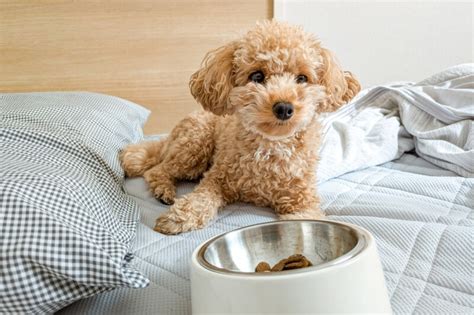 食いつきが悪い犬の原因