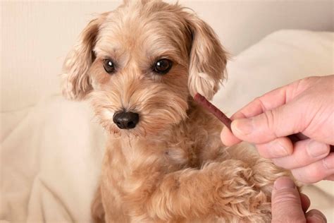 食いつきが悪い犬への対処法：原因と対策を徹底解説